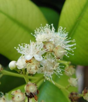 Olio Essenziale - Bay Leaf